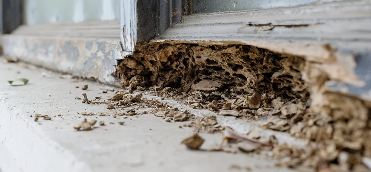 Jasa Anti Rayap: Solusi Efektif Melindungi Bangunan dari Kerusakan